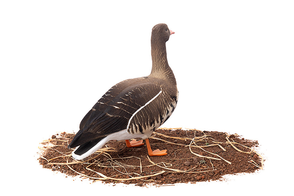 Белолобый гусь Duck Mania "ALFA" ЖИВОЕ ПЕРО мод. ALFA6B-DM-UV