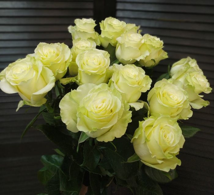 Букет из 15 эквадорских роз 70 см (цвет роз на выбор) #29548