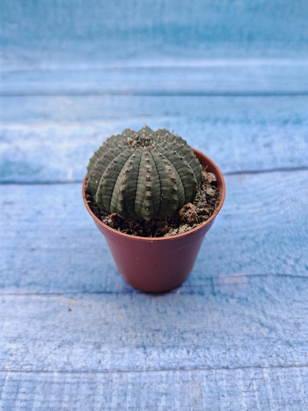 Euphoria Obesa (Эуфорбия)