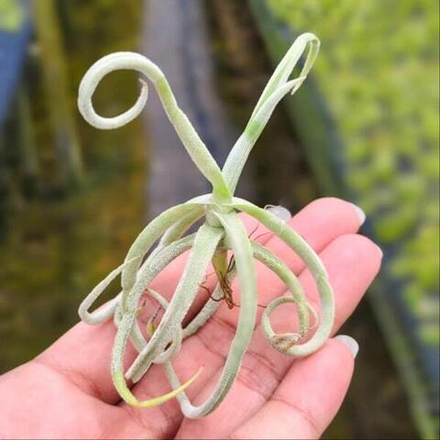 Тилландсия duratii