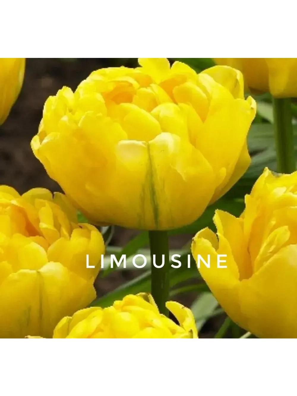Тюльпаны пионовидные ,луковицы сорт LIMOUSINE желтые (4шт)
