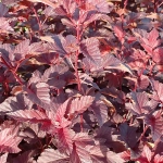 Пузыреплодник калинолистный Андре С5 40-60