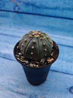 Astrophytum Asterias variagate (Астрофитум)