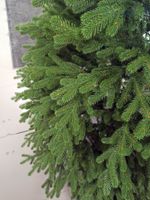 Ель искусственная «Флоренция» (Литая хвоя) 210 см / 2.1 м