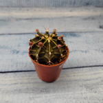 Gymnocalycium Friedrichii (Гимнокалициум)
