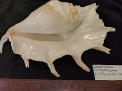 Лямбис Трунката