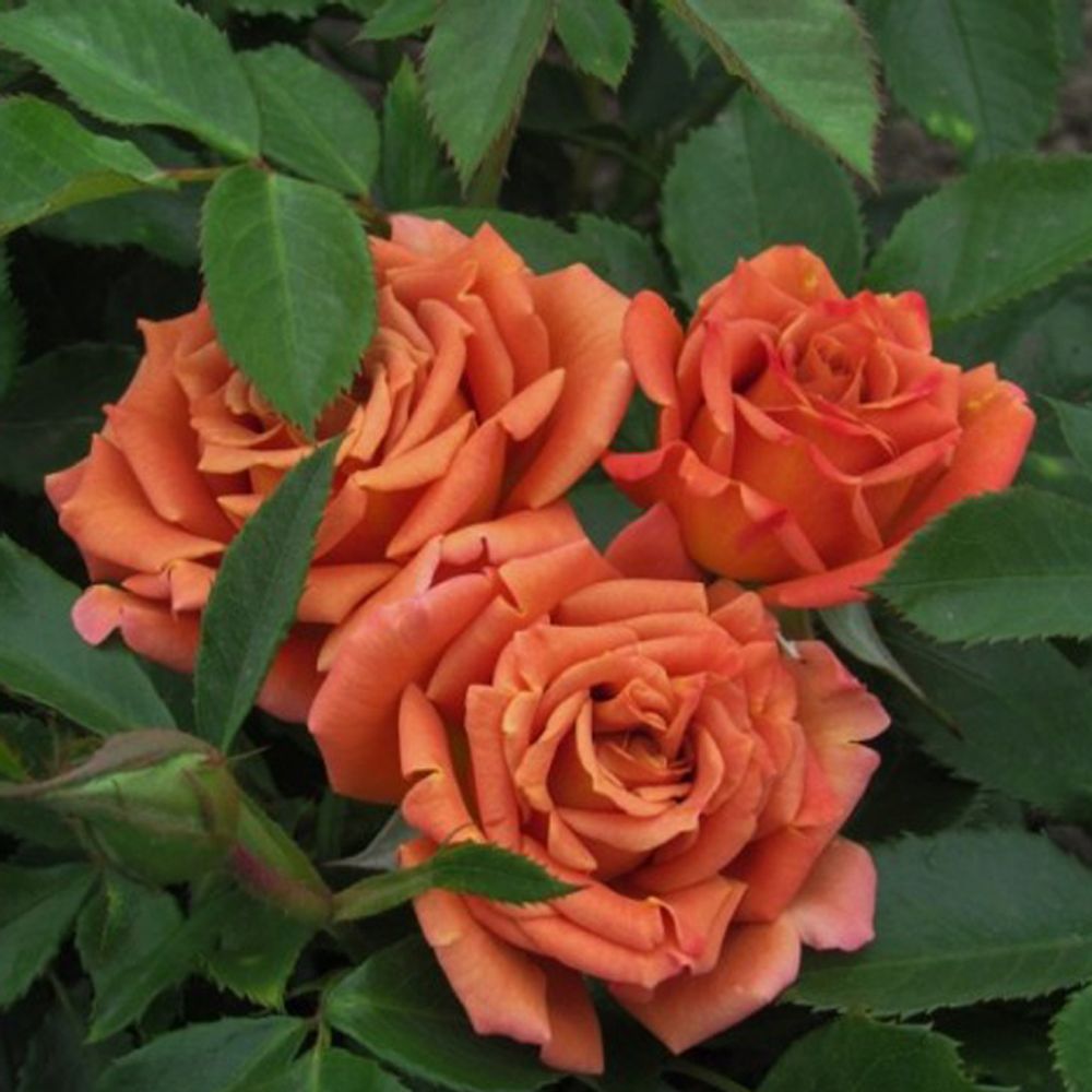 Пампкин Патч (Pumpkin Patch)