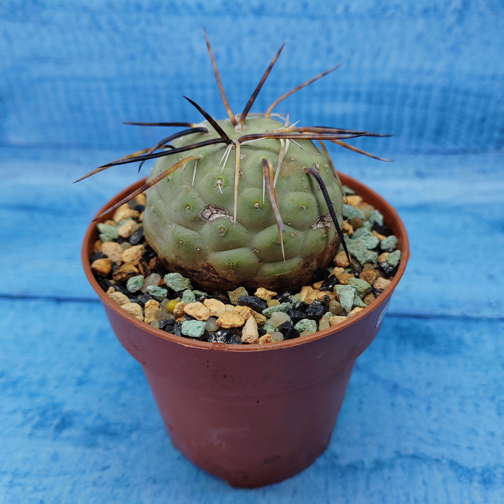 Tephrocactus Geometricus (Тефрокактус)