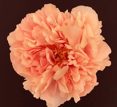 Пионы в наличии в горшках