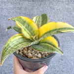 Сансевиерия BLACK ROSE INDO VAR s.L