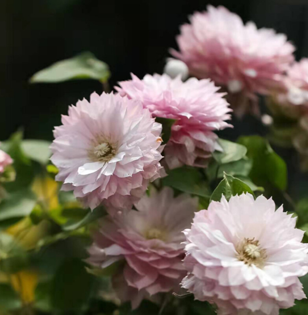 Клематис гибридный Харухайм