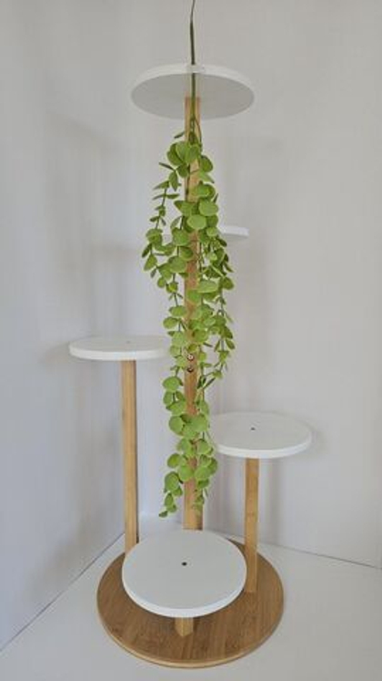 Эвкалипт монетка / Арт 4217