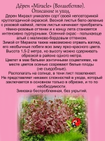 Дёрен Миракл розово пурпурный