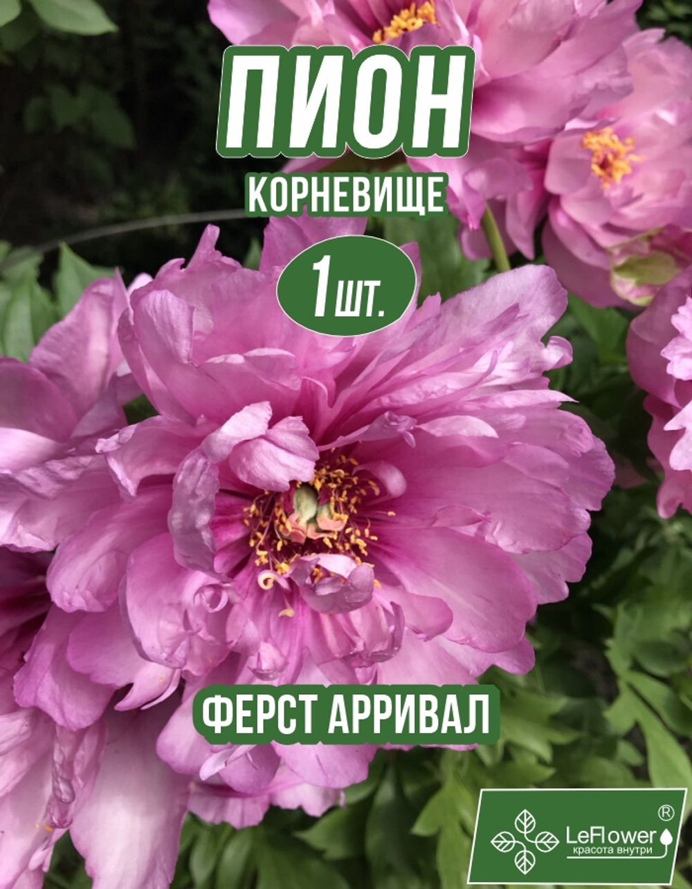 Пион Корневище, Ферст Арривал, 1шт