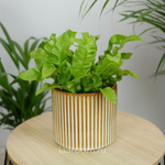 Асплениум Нидус Криспи Вейв 12/30