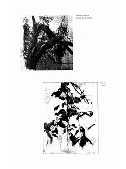 Золотое руно. № 11-12 | Н. Рябушинский