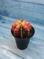 Gymnocalycium Variegata (Гимнокалициум Вариегатный)