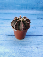 Gymnocalycium Friedrichii (Гимнокалициум)