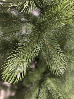 Сосна Царь елка Триумфальная 210 см ТМ-210