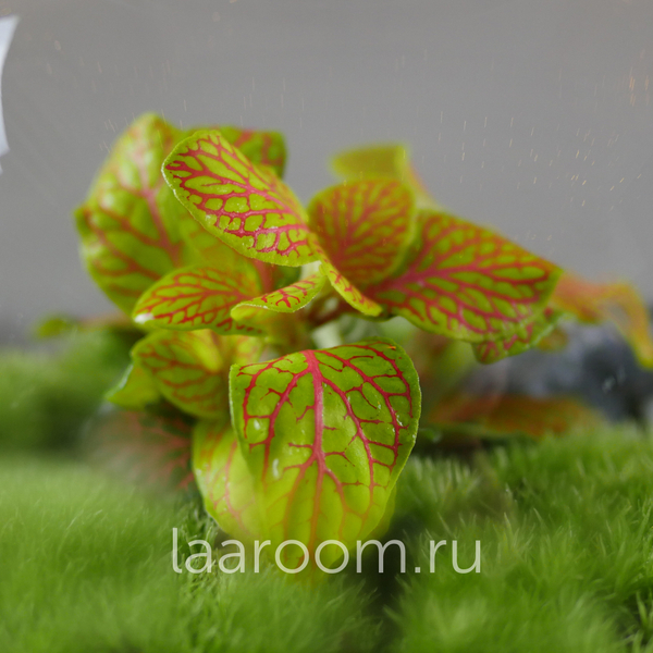 Флорариум эко-система Bubble Фиттония