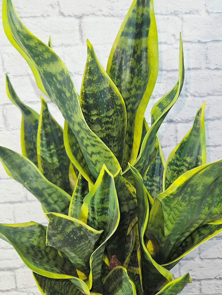 Сансевиерия Дракон в стильном кашпо лофт