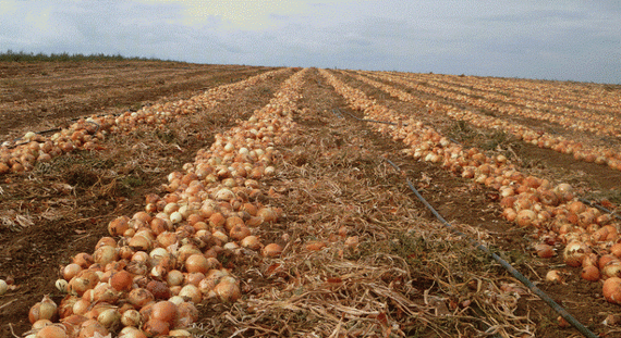 КЭНДИ F1 семена лука репчатого (Seminis | Alexagro) – фото 16