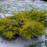 Можжевельник средний