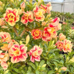 Адениум обесум THONG JAO SUA