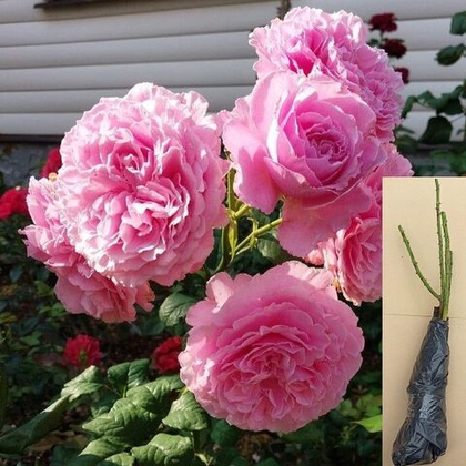 Роза Николя Бриансон флорибунда, пионовидная саженец с ОКС.