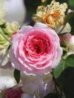 Роза шраб Курфюрстин Софи