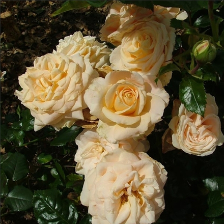 AMBER ABUNDANCE (HARFIZZ) (Амбер Эбандэнс)