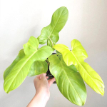 Филодендрон GOLDEN VIOLIN