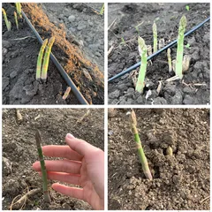 Спаржа свежая / 1 кг Спаржа свежая / 1 кг