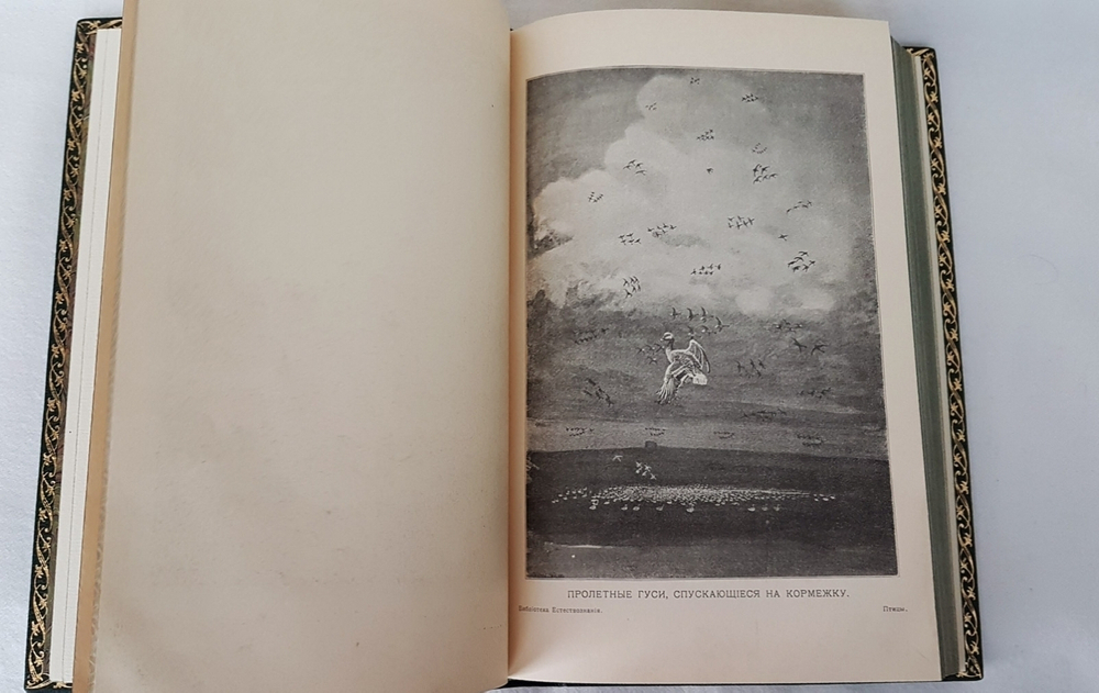 "Птицы". М.А.Мензбир. 1918г. - антикварное издание