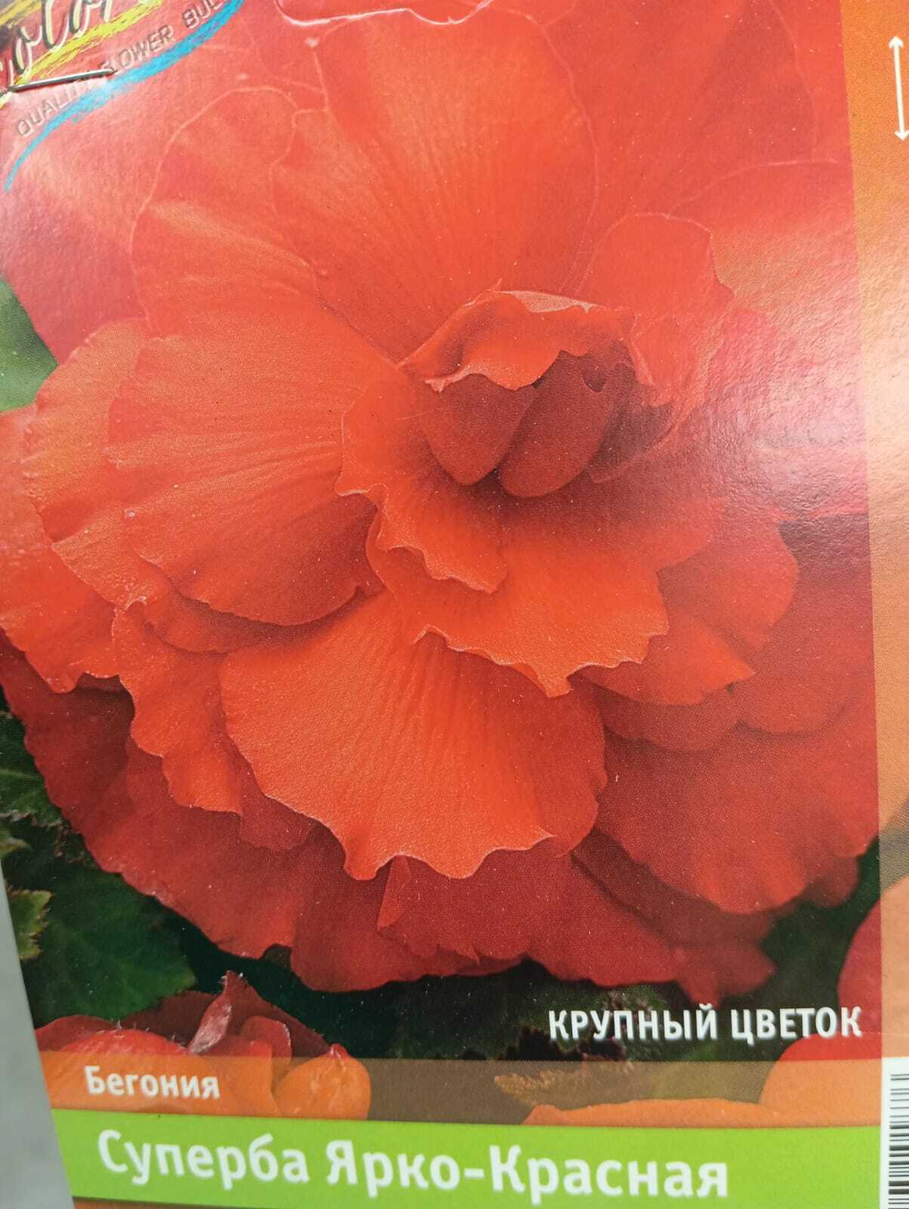 Бегония ЭКОНОМ-СЕРИЯ СУПЕРБА ЯРКО-КРАСНАЯ (1 шт)