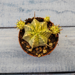 Euphorbia meloformis f. Variegated (Эуфорбия вариегатная)