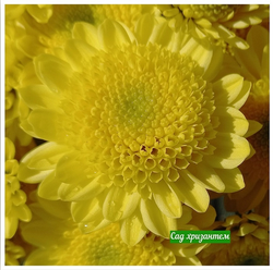 Хризантема кустовая Puma lemon 🌼 к.73