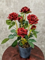 Роза кустовая бархатная, без кашпо.