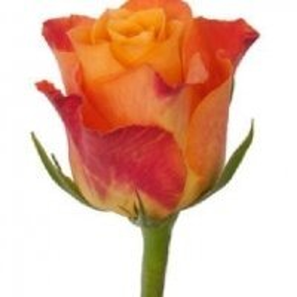 Роза Кения Mix