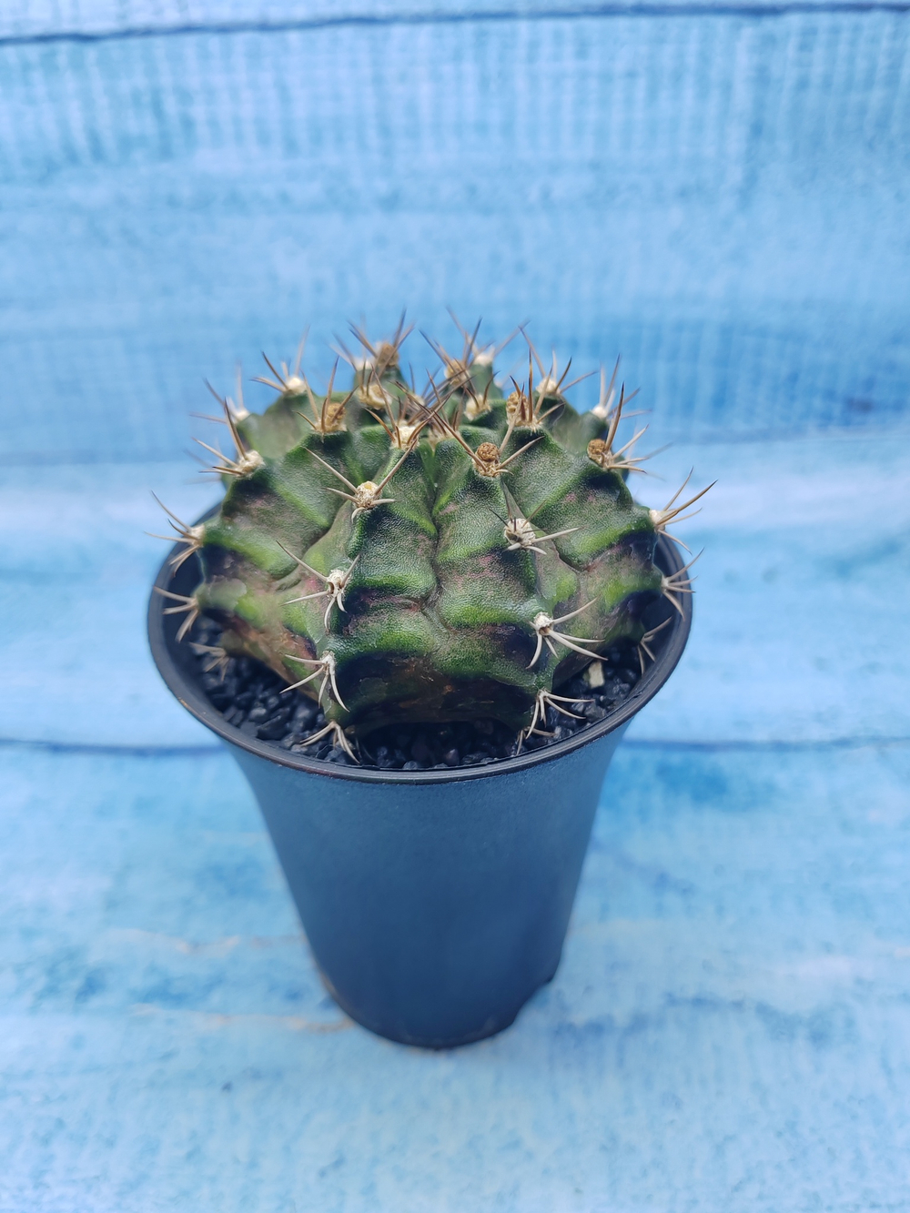 Gymnocalycium T-Rex Pink hybride (Гимнокалициум T-rex)