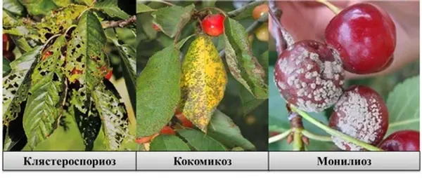 Болезни косточковых в июне: как распознать монилиоз и коккомикоз и спасти урожай