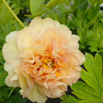 Пион ИТО-гибрид микс