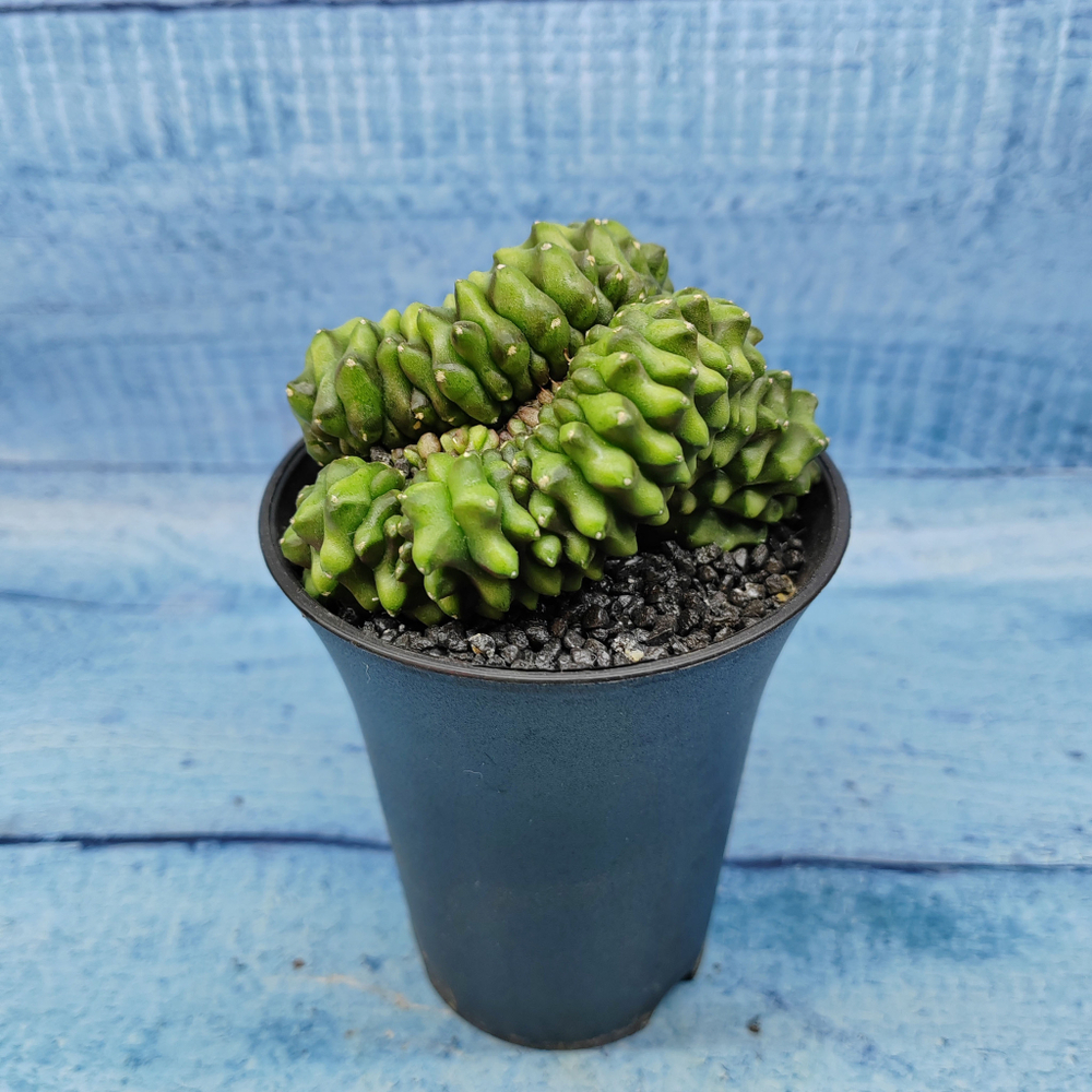 Gymnocalycium Spineless Crested form (Гимнокалициум Кристатный)