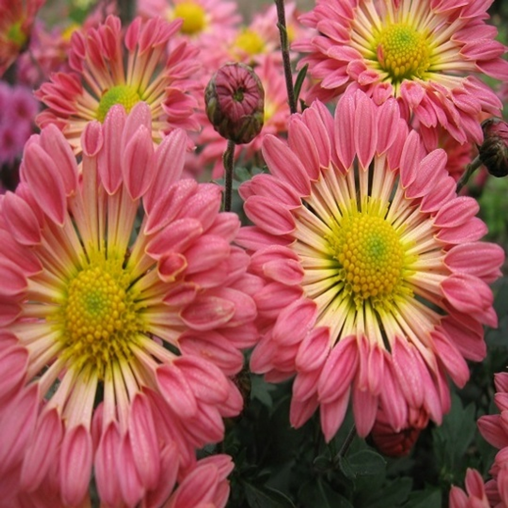 Хризантема корейская Гибрид 5.1