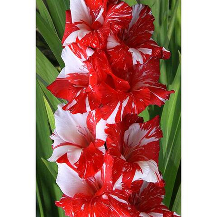 Гладиолус Зебра (5 шт) Глаус