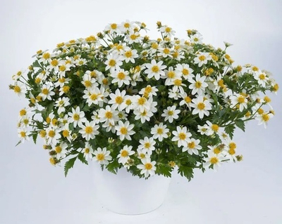 Ч3 Биденс White delight