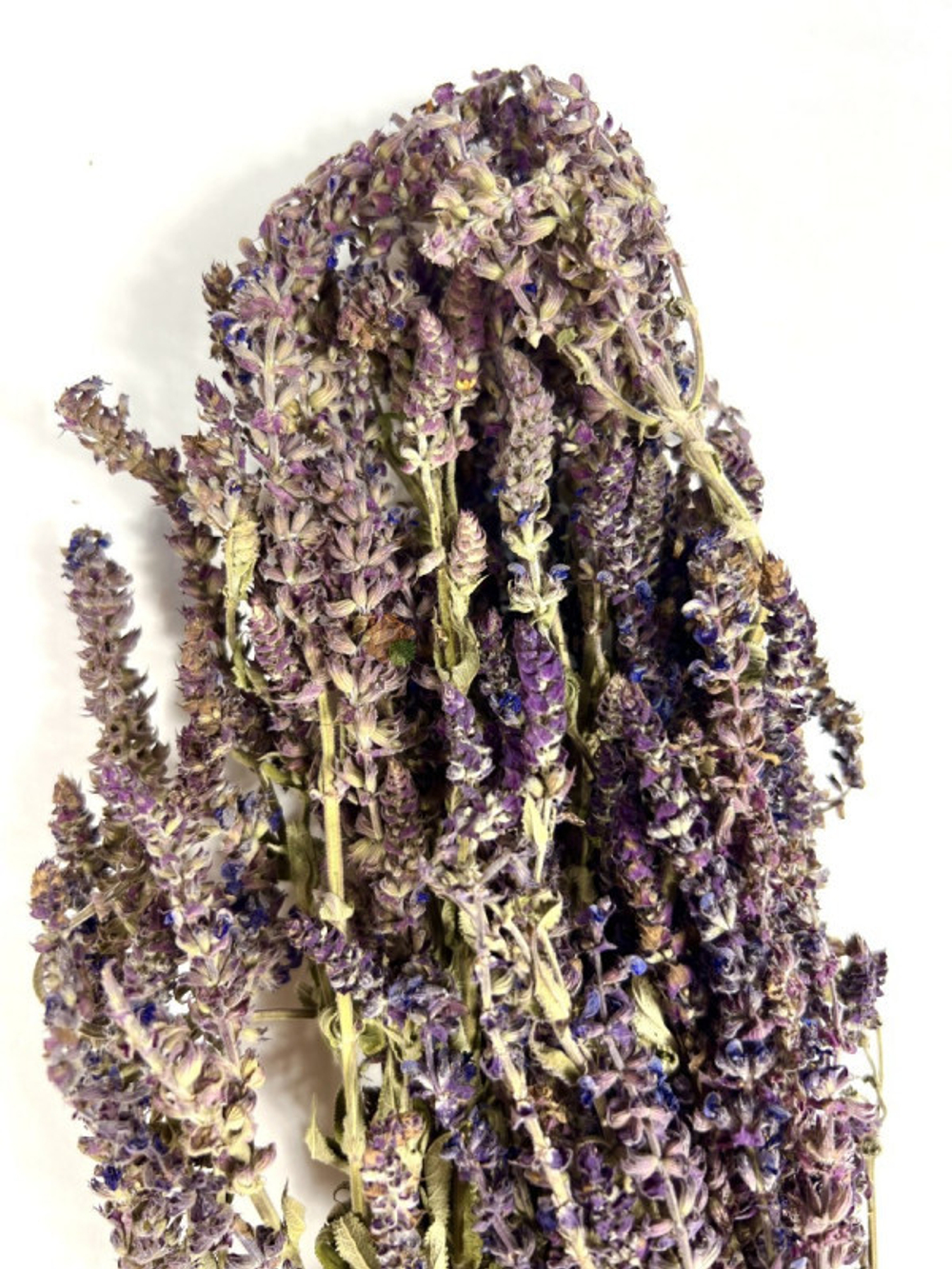 img_30-11_E_019.jpg img_30-11_E_019.jpg