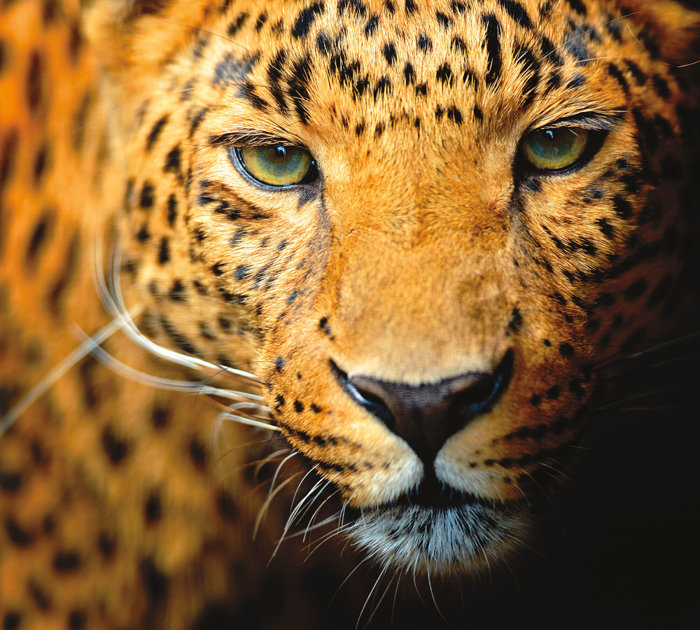 Коллекция Животные