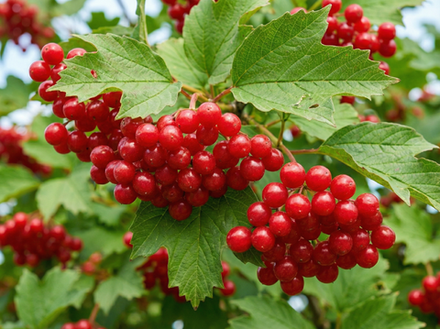 Саженец Калины «Таежные рубины» (Сортовая, Крупноплодная, Живая аптека, Супер-зимостойкая)