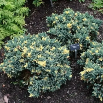 Можжевельник чешуйчатый Floreant 25 см